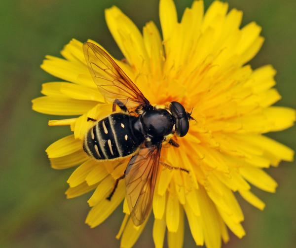 sericomyia_militaris_02.jpg