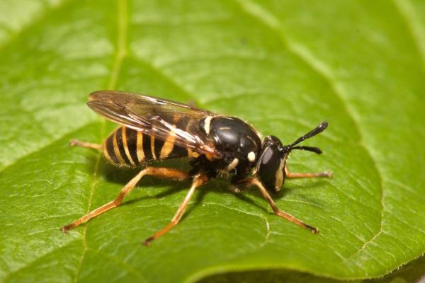 sphecomyia_vittata_lat.jpg