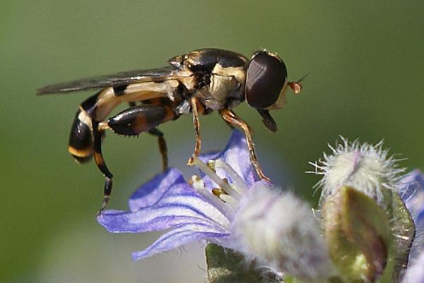 syritta-pipiens-m-lateral-a.jpg