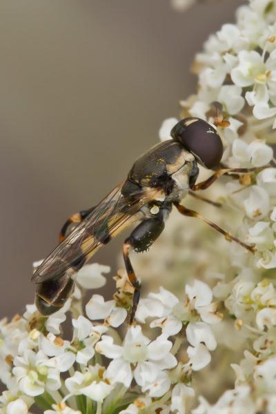 syritta-pipiens.jpg