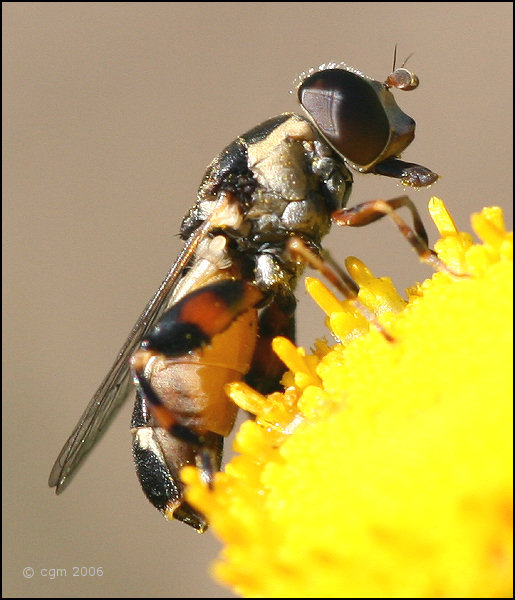 syritta_pipiens_20060805_sweden_1.jpg