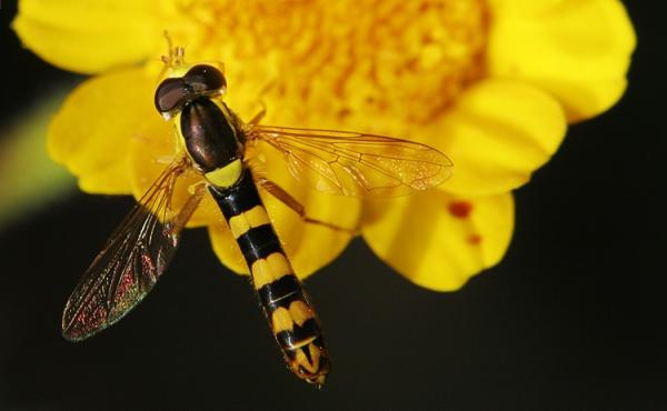 syrphid.jpg