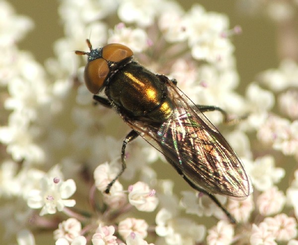 syrphidae1.jpg