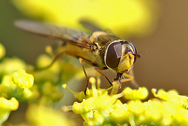 syrphus-vitripennis-w-anter.jpg