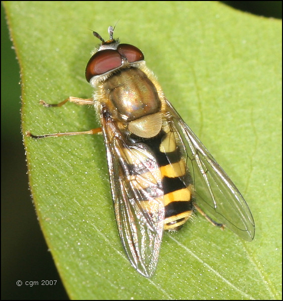 syrphus_torvus_20070512_fora.jpg