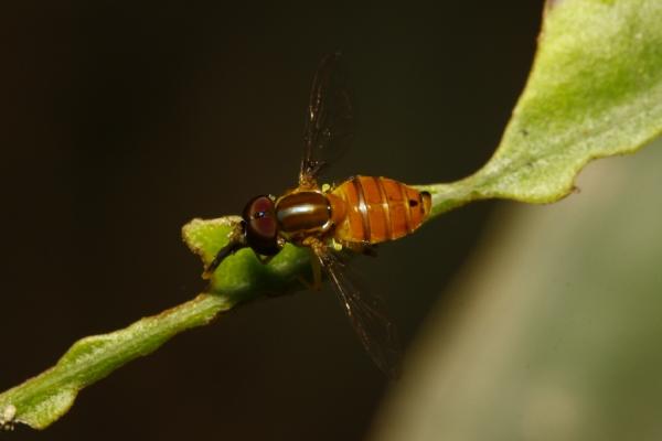 toxomerus_cf_steatogaster_mg_3018.jpg