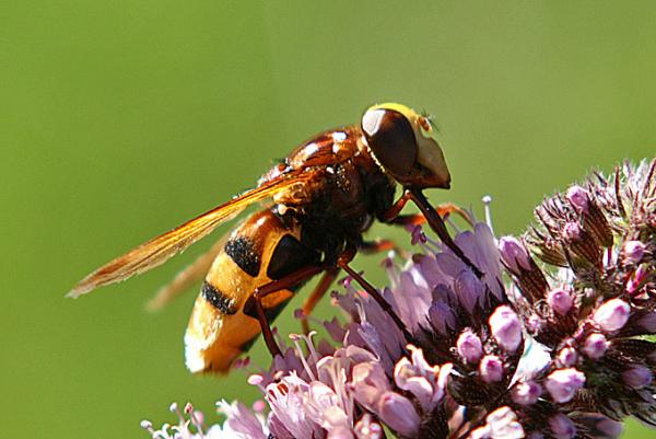 volucella-zonaria-w-lateral.jpg