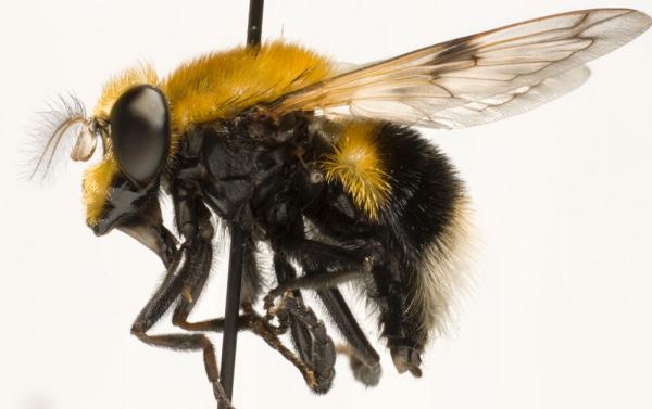 volucella_bombylans_jf10-2050.jpg