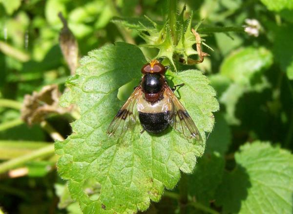 volucella_pellucens25aug2009germanyseewiesen.jpg