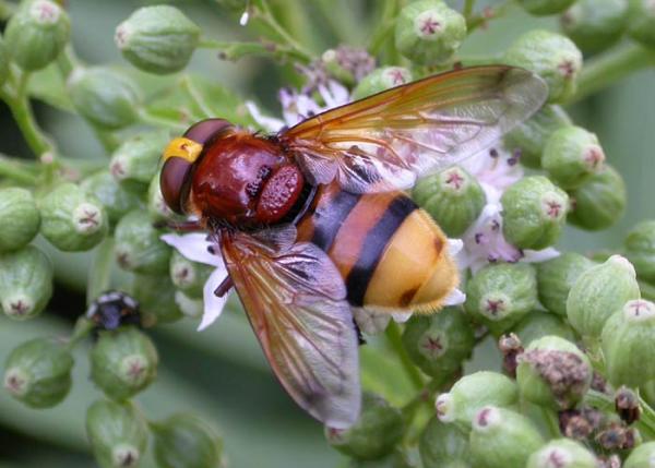 volucella_zonaria_003.jpg