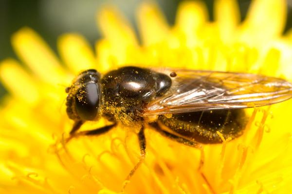 vroeg_hoefbladgitje_cheilosia_himantopus_syrphidae_3.jpg