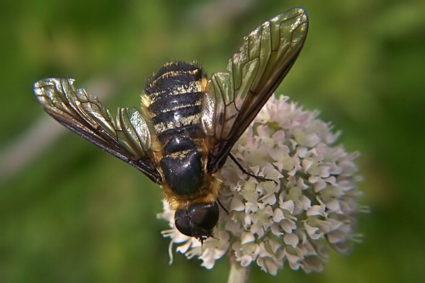 0111-dip-bombyliidae-villa-venusta-martawald-090804.jpg