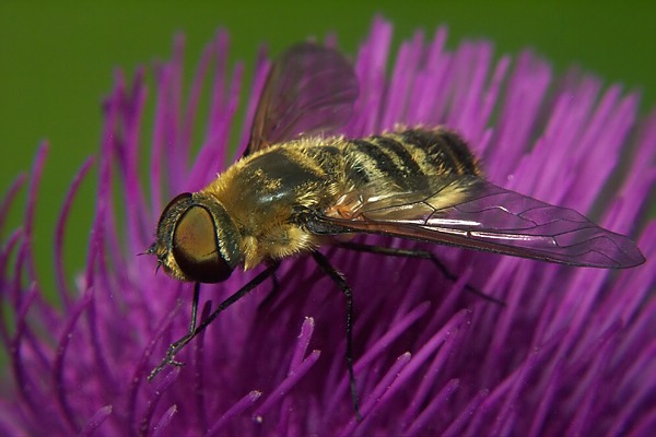 0880-dip-bombyliidae-villa-hottentotta-tassenbach-010804.jpg