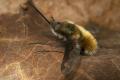 1207-1296-dip-bombyliidae-bombylius-major-altwaldville-050504_t1.jpg