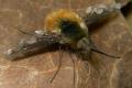 1207-1302-dip-bombyliidae-bombylius-major-altwaldville-050504_t1.jpg