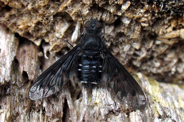 7597-dip-bombyliidae-anthrax-anthrax-buechelberg-270506kb.jpg