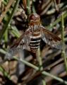 bombyliidae_caceres_1_t1.jpg