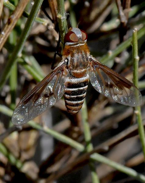 bombyliidae_caceres_1.jpg