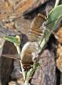 bombyliidae_copula_aguilas_02_t1.jpg