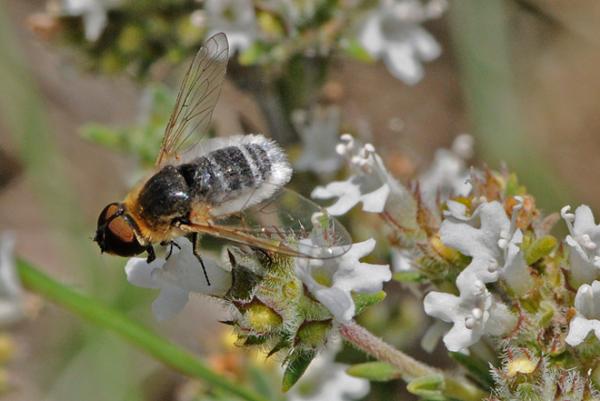 bombyliidae_micro_tomillo_estancias.jpg