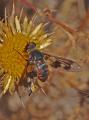 bombyliidae_rojo_caceres_t1.jpg