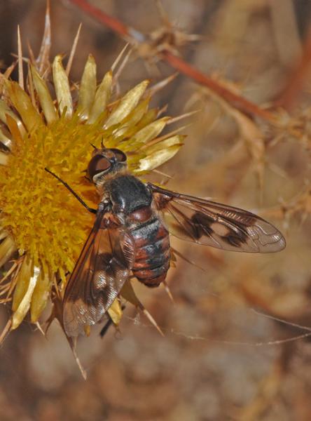 bombyliidae_rojo_caceres.jpg