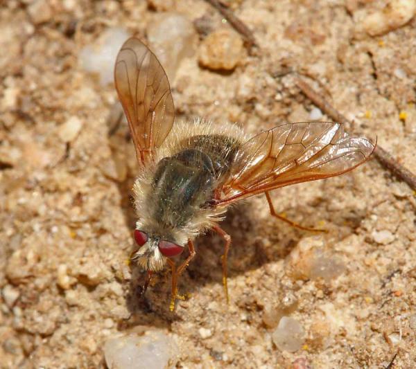 bombylisoma_notatum_male_di.jpg