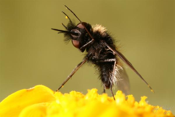 bombylisomamelanocephalum.jpg