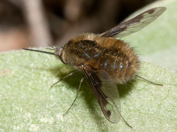 bombylius_fimbriatus_female3.jpg