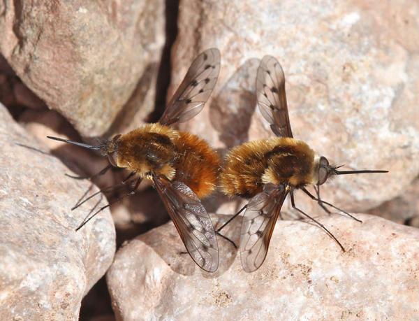 bombylius_pardalotus_copula_di.jpg