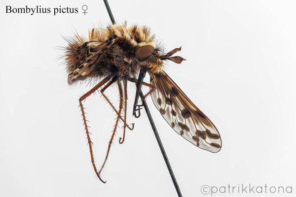 bombylius_pictus_female.jpg