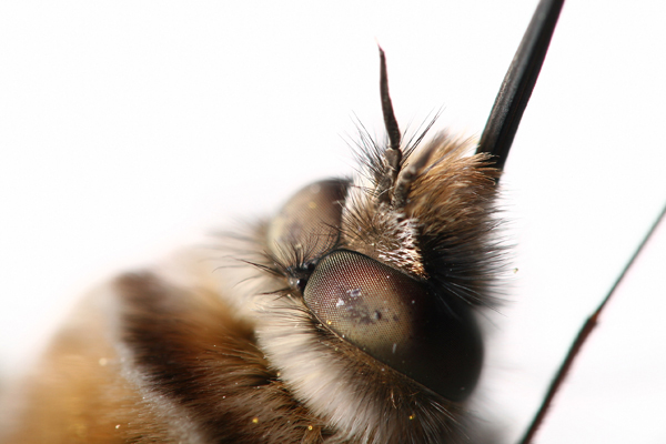 bombyliuscruciatus2.jpg