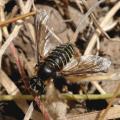 img_3248diptera_t1.jpg