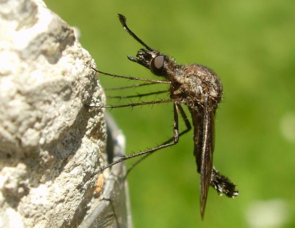 pc030370-bombyliidaea-300x199.jpg