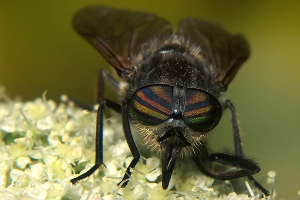 1142-1144-dip-tabanidae-hybomitra-aterrima-var-auripila-female-martawald-110804.jpg