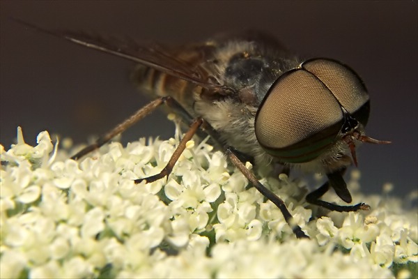 1940-1913-dip-tabanidae-tabanus-glaucopis-male-reschenpass-250706.jpg