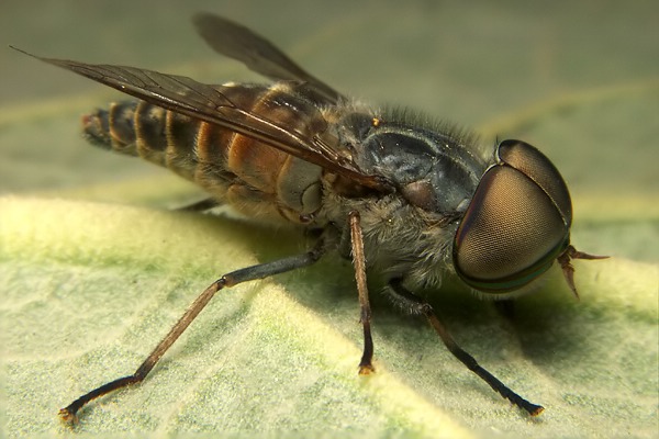 1940-1916-dip-tabanidae-tabanus-glaucopis-male-reschenpass-250706.jpg