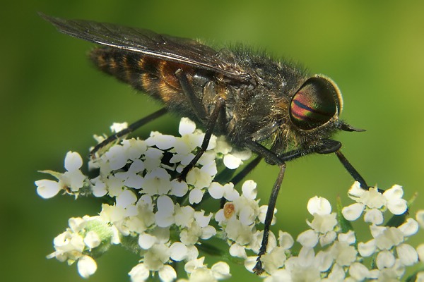 2429-dip-tabanidae-hybomitra-nigricornis-male-langtaufertal-270706.jpg