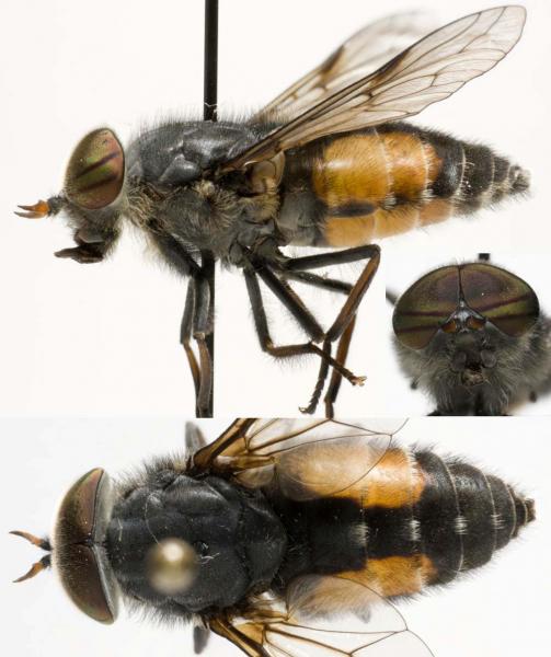 hybomitra_bimaculata_m_jf09-2408.jpg