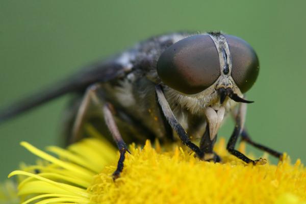 tabanus_autumnalis14c_fe.jpg