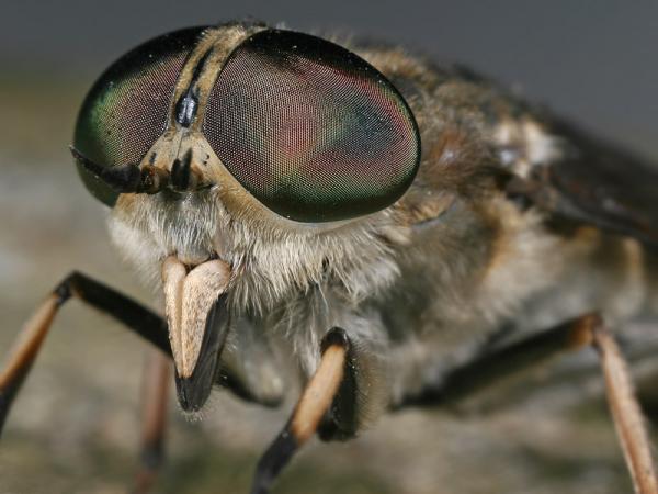 tabanus_autumnalis26bb_fe.jpg