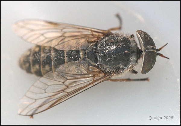 tabanus_bromius_20060805_sweden.jpg