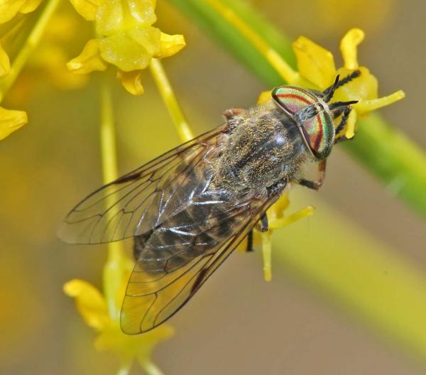 tabanus_nemoralis_female_02_di.jpg