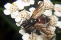 0364-0212-dip-tachinidae-eriothrix-rufomaculatus-innervillgraten-300803_t1.jpg