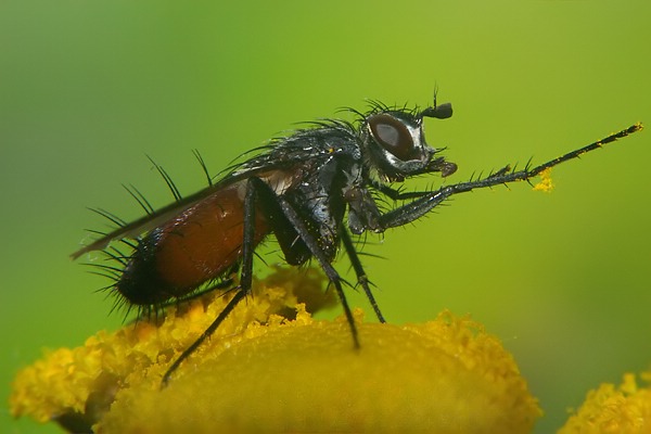 0364-dip-tachinidae-eriothrix-rufomaculatus-innervillgraten-300803.jpg