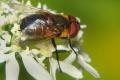 0500-dip-tachinidae-phasia-hemiptera-female-martawald-090804_t1.jpg