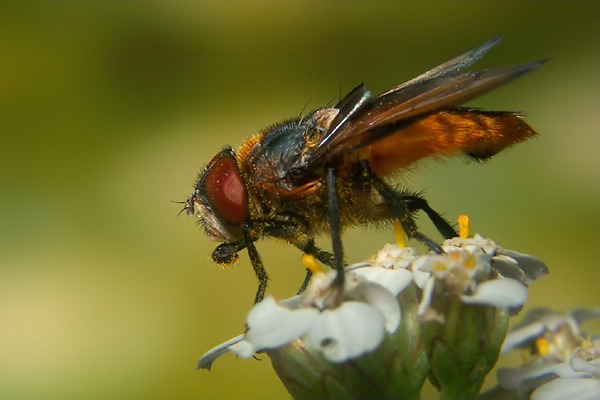 0740-0750-dip-tachinidae-phasia-hemiptera-male-eischeid-270804.jpg