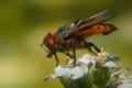 0740-0750-dip-tachinidae-phasia-hemiptera-male-eischeid-270804_t1.jpg