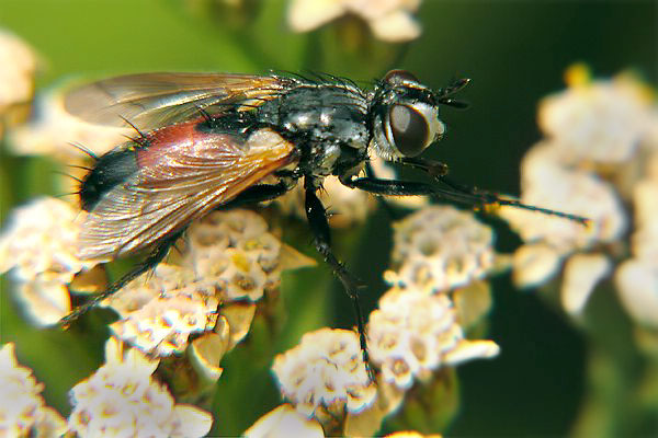 1203-dip-tachinidae-cylindromyia-brassicaria-kalksteinerbach-010805kb.jpg