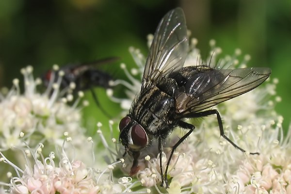 1333-dip-tachinidae-billaea-triangulifera-martawald-250706.jpg